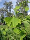 Ginkgo biloba