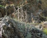 Artemisia splendens