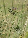 Astragalus arbuscula