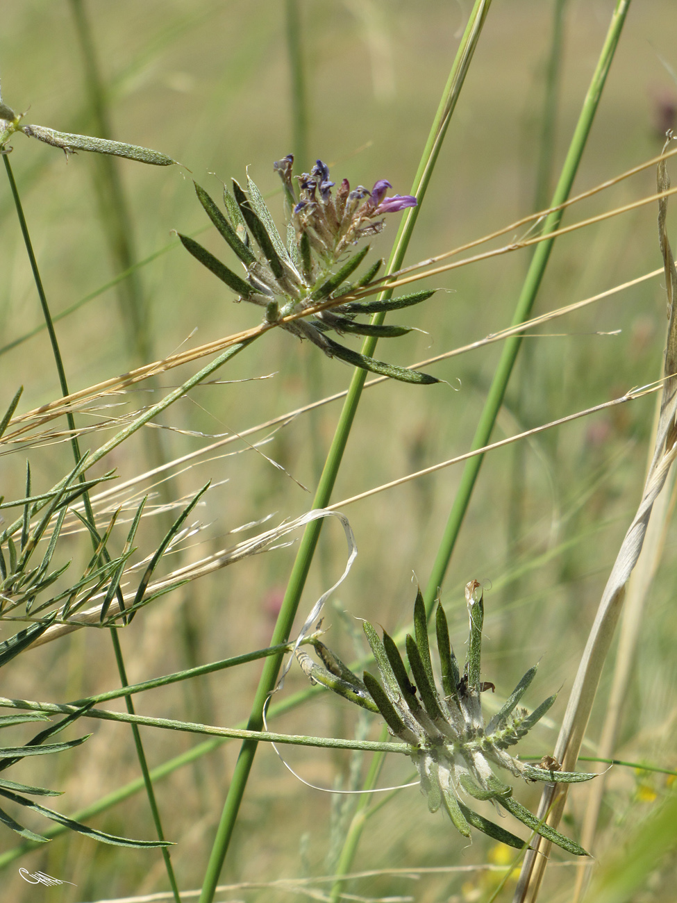 Изображение особи Astragalus arbuscula.