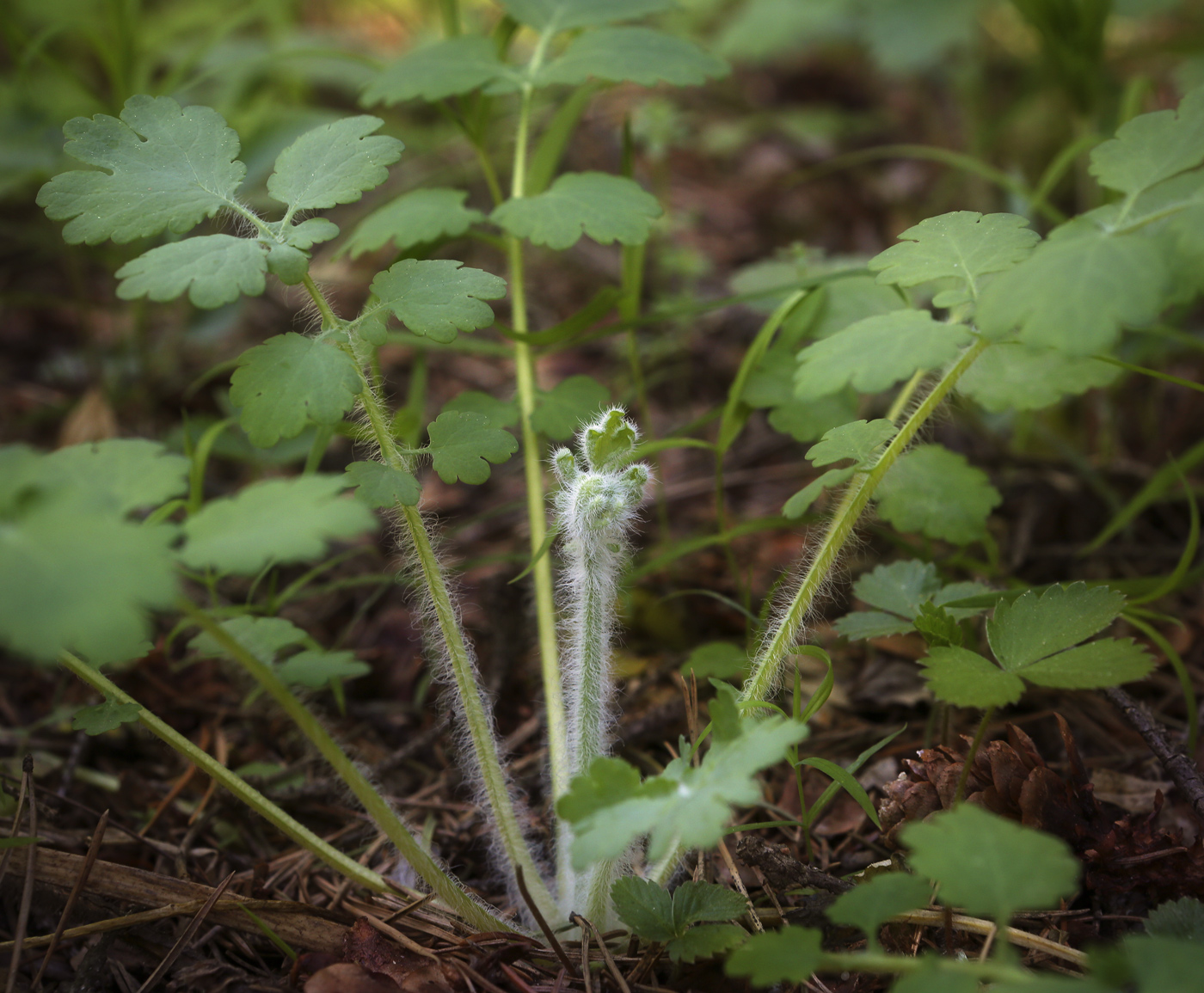 Изображение особи Chelidonium majus.