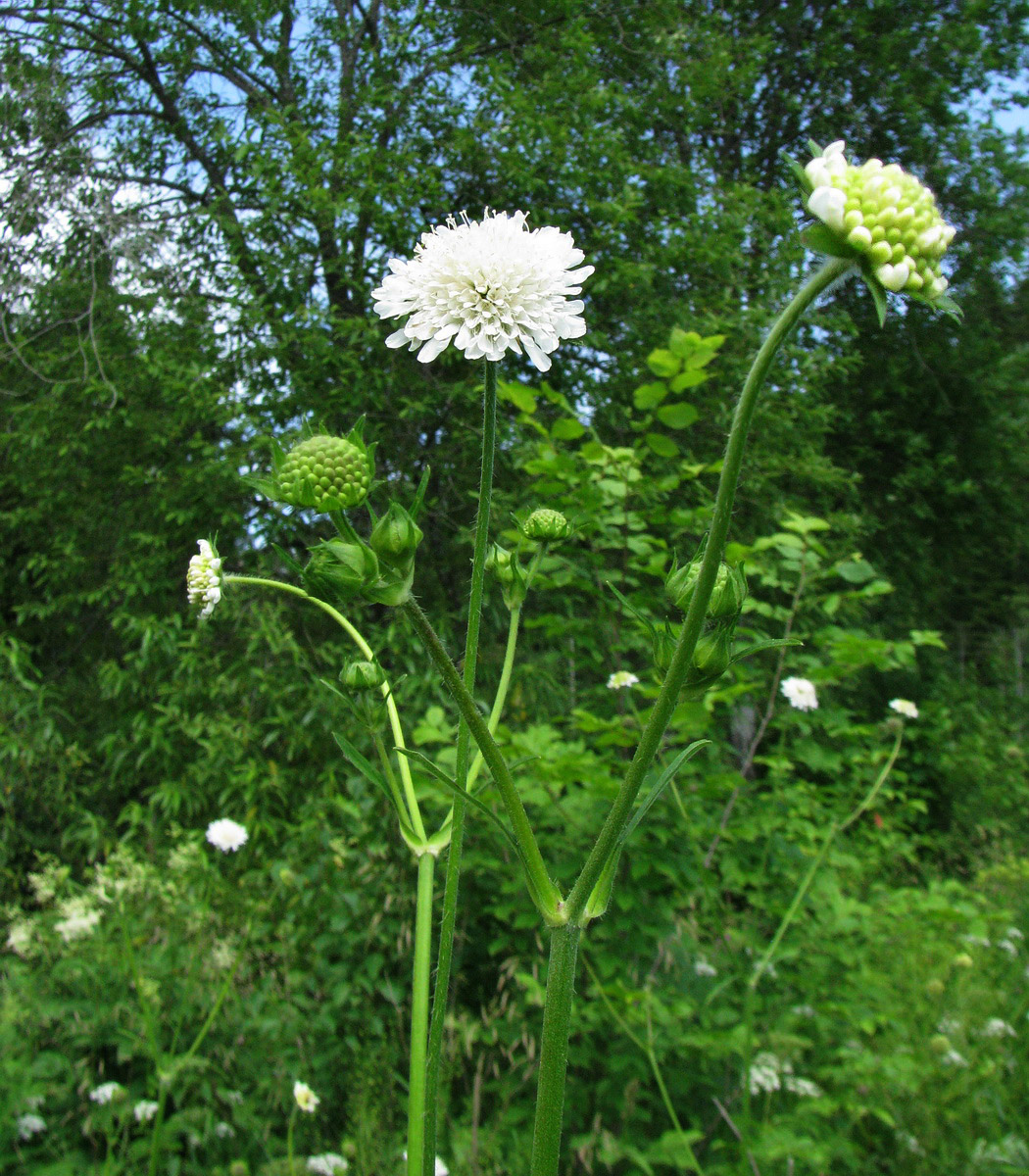 Изображение особи Knautia tatarica.