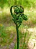 Pteridium pinetorum подвид sibiricum. Разворачивающаяся вайя. Чувашия, окр. г. Шумерля, пойма р. Паланка. 19 мая 2008 г.