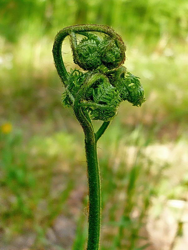 Изображение особи Pteridium pinetorum ssp. sibiricum.