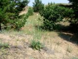 Scabiosa ochroleuca. Цветущее растение. Иркутская обл., Осинский р-н, окр. дер. Рассвет, Братское вдхр., песчаный склон с редкими деревьями. 04.07.2018.