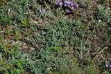 Astragalus stenoceras. Нижние части цветущих побегов. Казахстан, Восточно-Казахстанская обл., г. Усть-Каменогорск, восточные окр., Лесхоз, склон сопки. 27.05.2018.