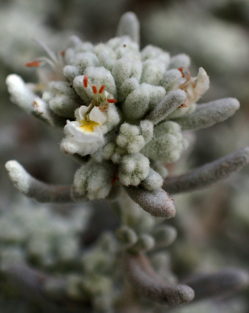 Изображение особи Teucrium capitatum.