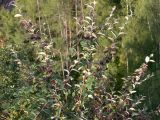 Cotoneaster melanocarpus