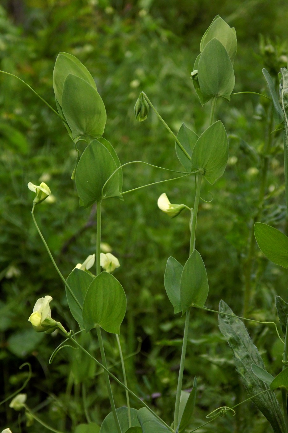 Изображение особи Lathyrus aphaca.