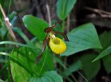 Cypripedium calceolus. Верхушка побега с цветком. Алтай, Кош-Агачский р-н, долина р. Верхняя Карасу, ≈ 1100 м н.у.м., берег реки, березняк. 22.06.2019.