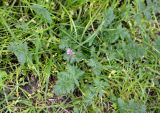 Erodium cicutarium