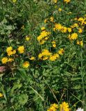 Hieracium umbellatum