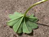 Alchemilla pycnoloba