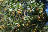 Arbutus unedo