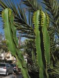 Euphorbia ingens