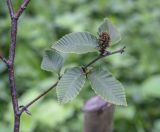 Betula chichibuensis. Верхушка плодоносящей веточки. Москва, ГБС РАН, дендрарий. 29.08.2021.