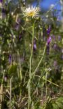 Tragopogon dubius