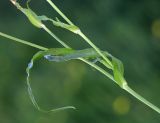 Tragopogon serotinus. Часть побега. Приморский край, г. Находка, ст. Находка, на ж.-д. путях. 21.08.2022.