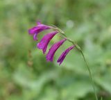 Gladiolus tenuis