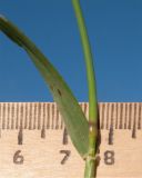 Hordeum leporinum