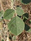 Psoralea drupacea