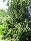 Picea abies. Часть кроны (форма 'Virgata'). Абхазия, г. Сухум, ботанический сад. 24 июля 2008 г.