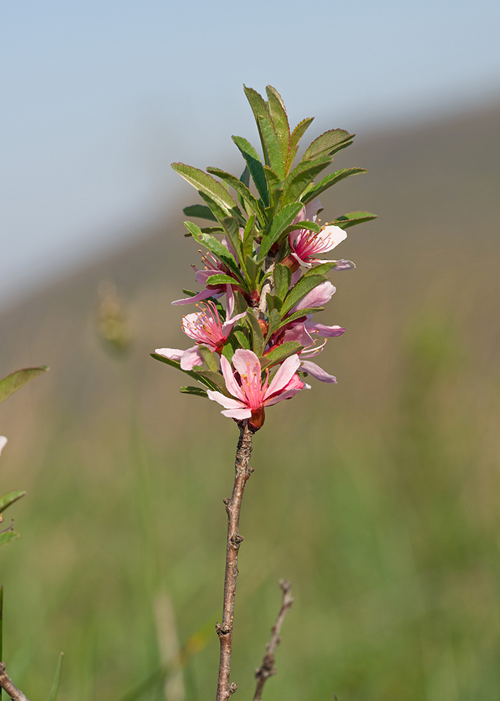 Изображение особи Amygdalus nana.