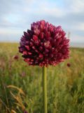 Allium rotundum. Верхушка побега с соцветием. Украина, Херсонская обл., Генический р-н, о-в Куюк-Тук, Азово-Сивашский национальный природный парк, степь к \"Великому\" поду. 13.06.2009.