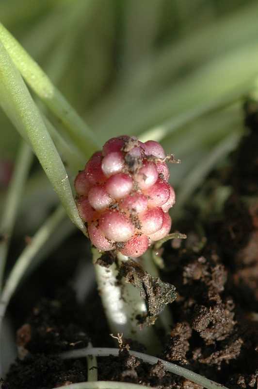 Изображение особи Gagea liotardii.