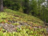 Bergenia pacifica. Заросли на опушке лиственичника. Хабаровский край, Ванинский р-н. 13.09.2005.