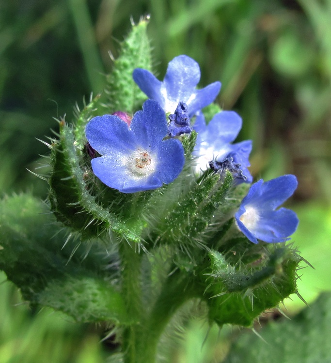 Изображение особи Lycopsis arvensis.