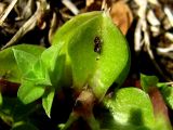 Gentiana squarrosa