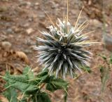 Echinops praetermissus. Соплодие. Туркменистан, хр. Кугитанг. Июнь 2012 г.