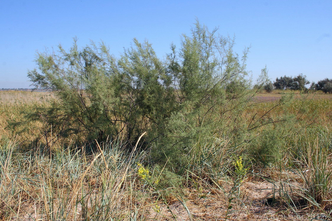 Гребенщик ветвистый (Tamarix ramosissima)