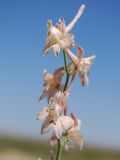 Delphinium camptocarpum