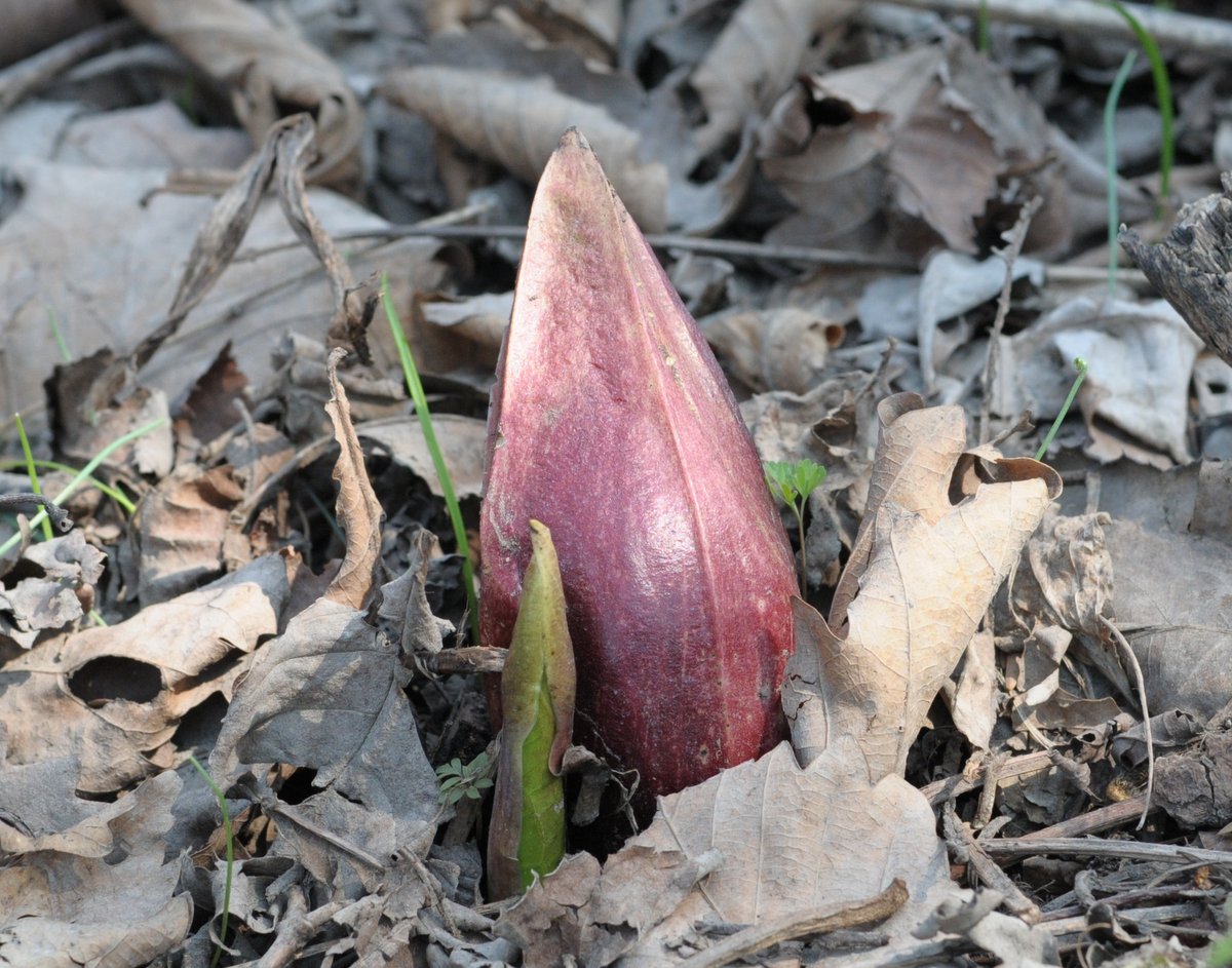 Изображение особи Symplocarpus renifolius.