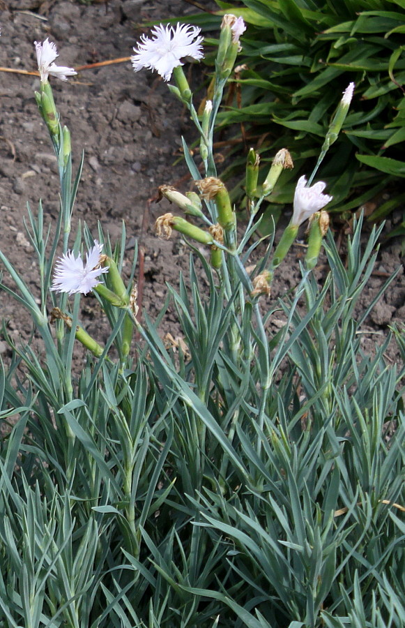 Изображение особи Dianthus gratianopolitanus.