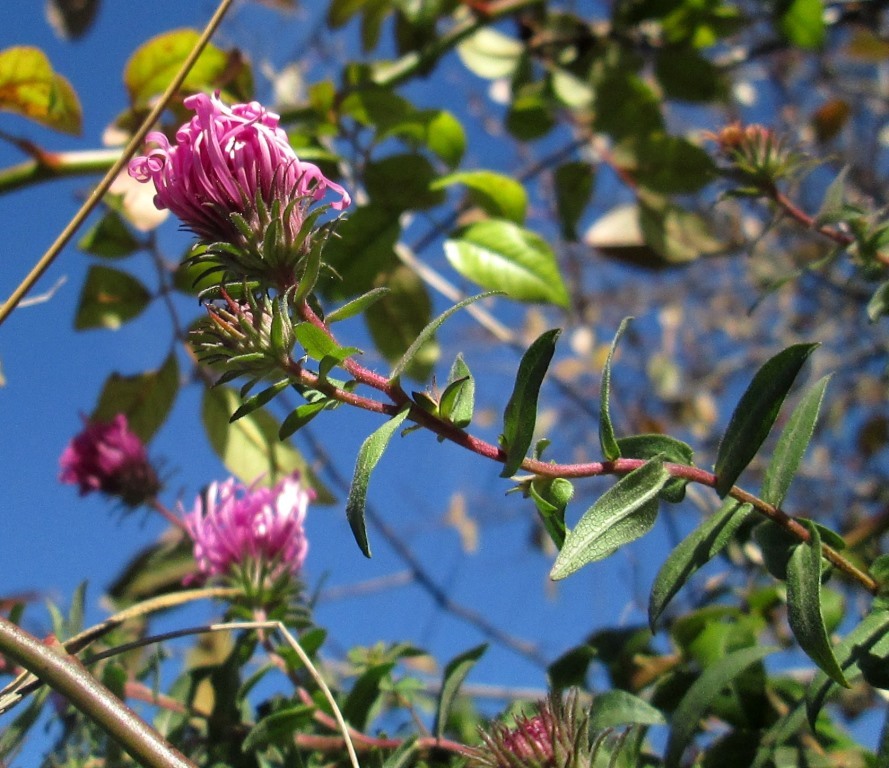 Изображение особи Symphyotrichum novae-angliae.