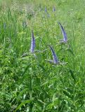 Veronica longifolia