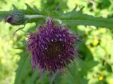 Cirsium maackii