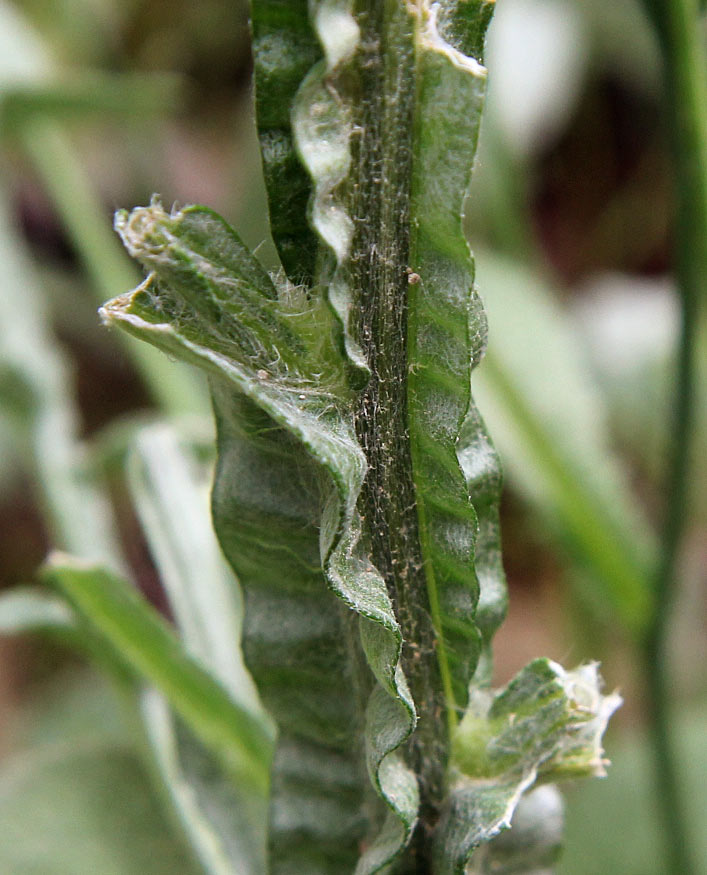 Изображение особи Centaurea solstitialis.