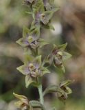 Epipactis разновидность macedonica