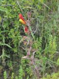 Bartsia camporum. Верхушка цветущего растения. Перу, археологический комплекс \"Писак\", высота 2970 м н.у.м. 12 марта 2014 г.
