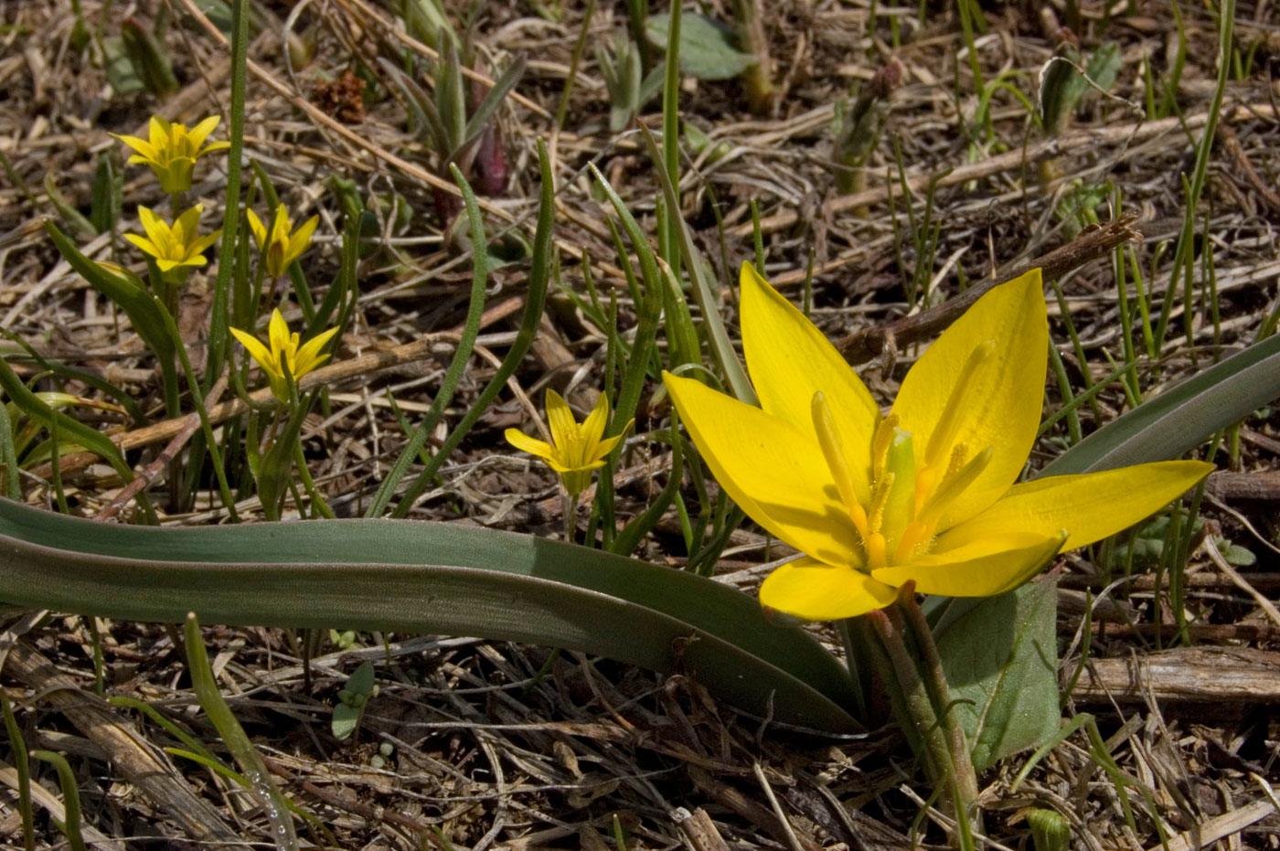 Изображение особи Tulipa dasystemon.