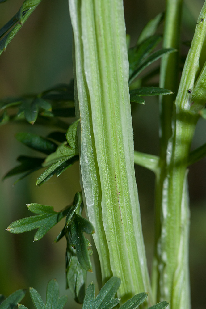 Изображение особи Selinum carvifolia.