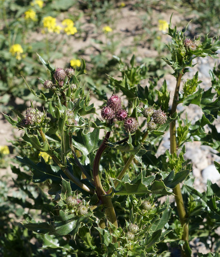 Image of Cirsium arvense specimen.