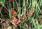 Ephedra monosperma