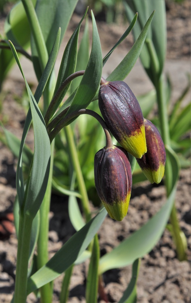 Image of Fritillaria michailovskyi specimen.