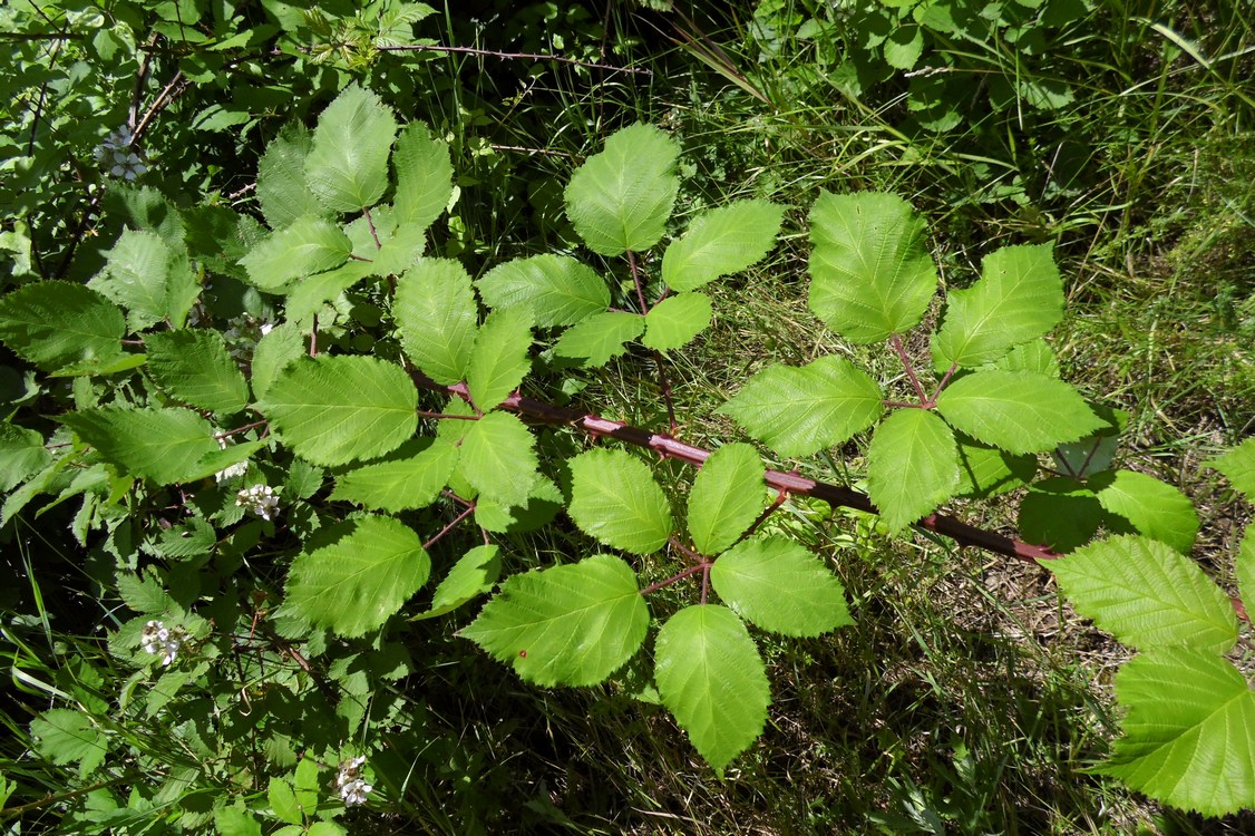 Изображение особи Rubus sanctus.