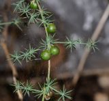 Asparagus aphyllus